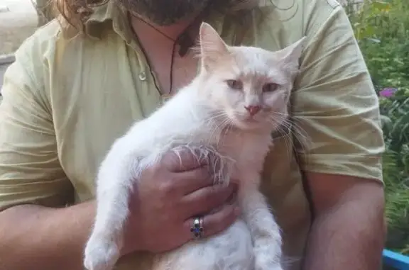 Найдена кошка, ул. Дружбы, 24, Брянск