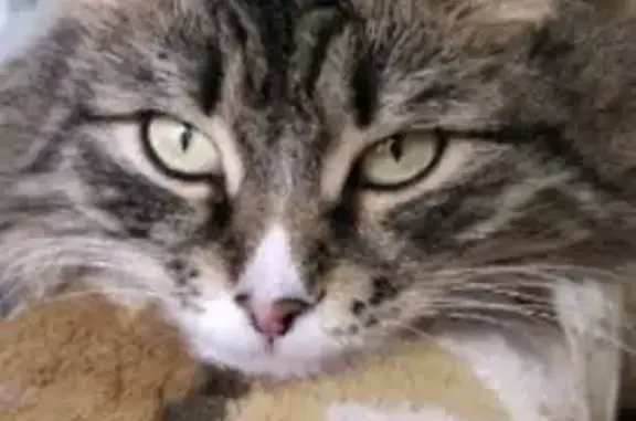 Кошки потеряшки, Саратов, фото: Потеряшка кошка, 3-й Комсомольский, 14