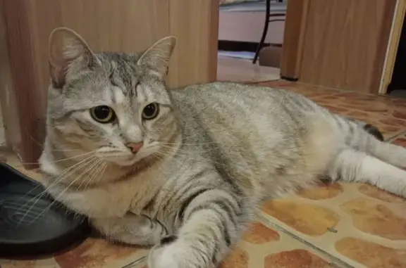 Пропала кошка, Селезнёвское, Ленобласть