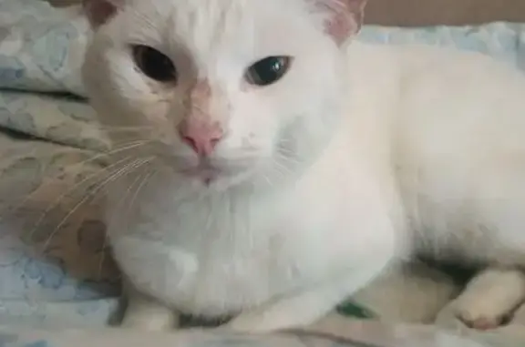 Найдена кошка, Ярославль, фото: Кошка найдена: ул. Гоголя, 2, Ярославль