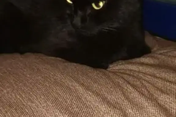 Найдена кошка, Томск, фото: Найдена кошка на Большой Подгорной, 87