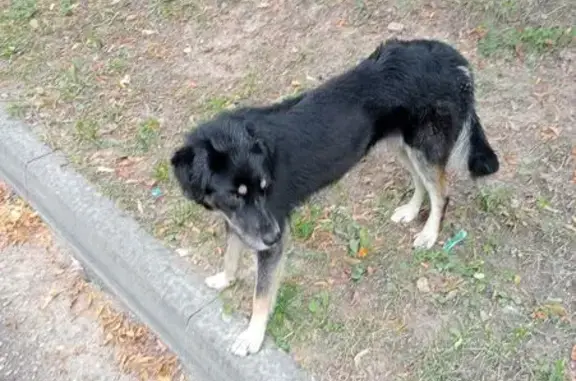 Найдена собака у детсада, Жукова 4, Обнинск