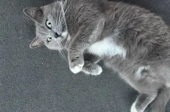 Найдена кошка, Нижегородская область, фото: Найдена кошка, «Восток», Нижегородская область