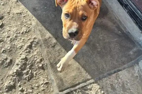 Щенок найден: Октябрьская ул., 100, Саратов