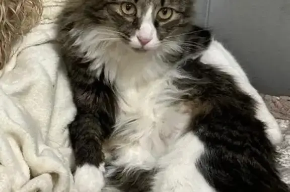 Кот пропал на пр. Энтузиастов, 1, Псков