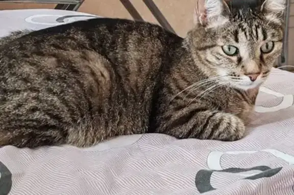 Пропал кот Филя, трасса Новая Ляля