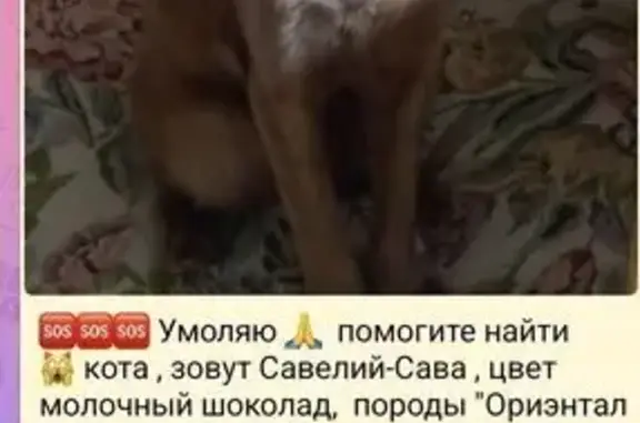 Пропала кошка в СНТ, МО, вознаграждение!