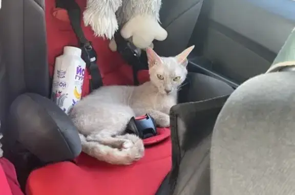 Кошки потеряшки, Должанское, фото: Потеряшка кошка, Должанское, Краснодарский край