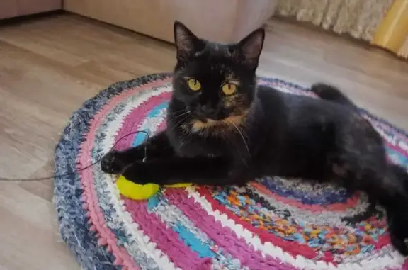 Кошки потеряшки, Верхняя Максаковка, фото: Потеряшка кошка, Желанная ул. 37, Максаковка