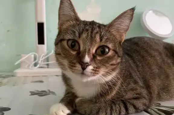 Кошки потеряшки, Ижевск, фото: Потеряшка кошка, ул. 40 лет Победы, 78, Ижевск