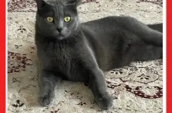 Кошки потеряшки, Луговое, фото: Потеряшка кошка, Комсомольская 21, Луговое