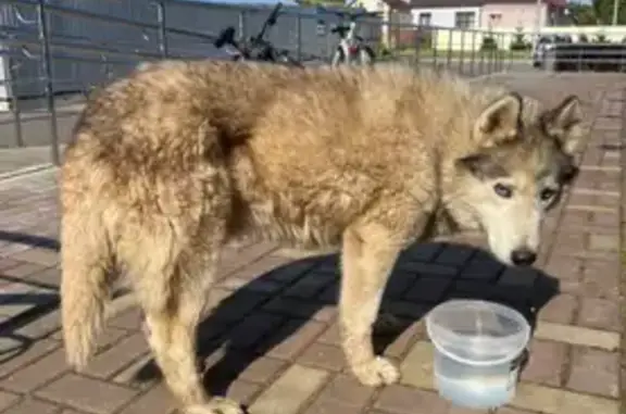 Собака найдена на Моск. ул., 19, Воробьи