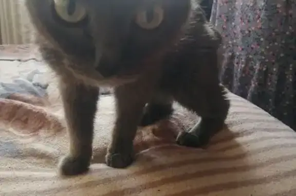 Найдена кошка, пр. Ленина 35, Екатеринбург