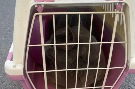 Найдена кошка, Ростов-на-Дону, фото: Кошка найдена: Большая Садовая, Ростов-на-Дону