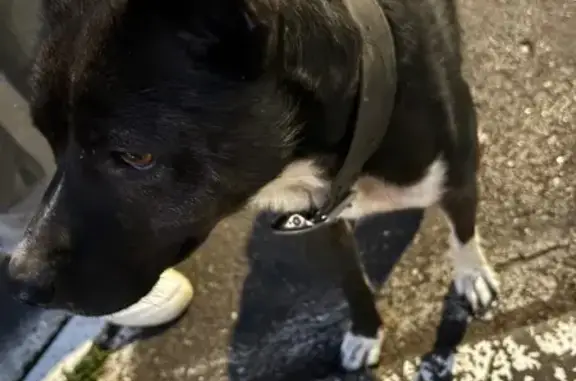 Собака найдена: Пролетарская 288/1, Оренбург