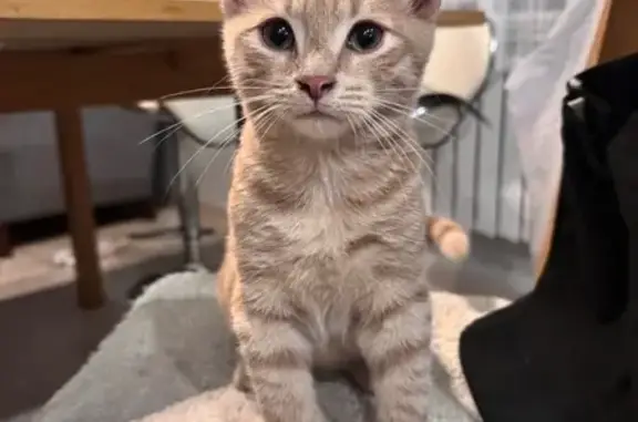 Кошки потеряшки, , фото: Потеряшка кошка, Шмеленки, МО