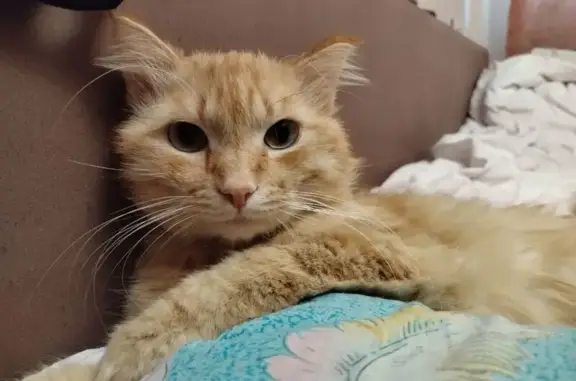 Кот найден: ул. Розы Люксембург, 299