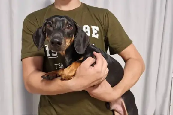 Найдена собака, Челябинск, фото: Найдена такса, Хлебозаводская ул., Челябинск