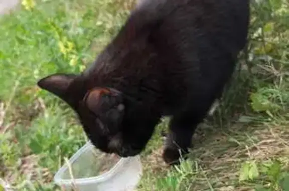 Кошка найдена: ул. Бурцева, 10, СПб