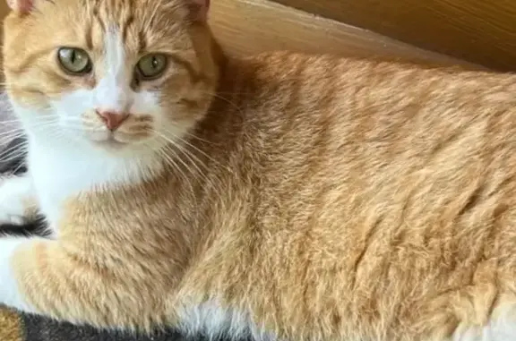 Пропала кошка, Портальная ул., Мга