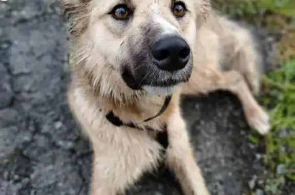 Пропала собака, Златоуст, Гагарина 8А