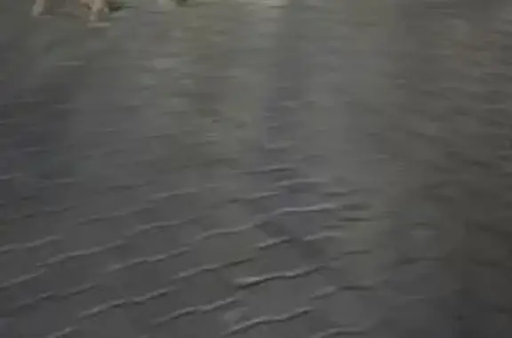 Найдена собака, Феодосия, фото: Собака найдена на пр. Айвазовского, Феодосия