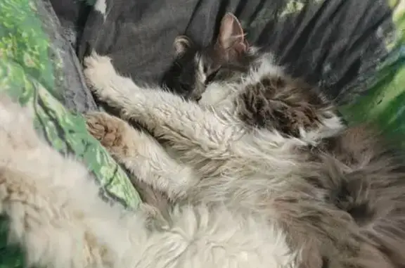 Кошки потеряшки, Симферополь, фото: Потеряшка кошка, ул. Носенко, Симферополь