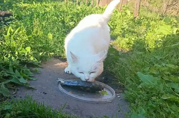 Найдена кошка, , фото: Кошка найдена: Коркинская ул, 18, Ишим