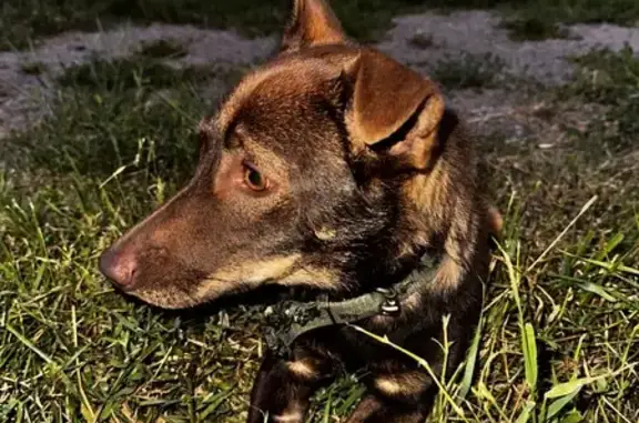 Найдена собака на Республиканской, Курск