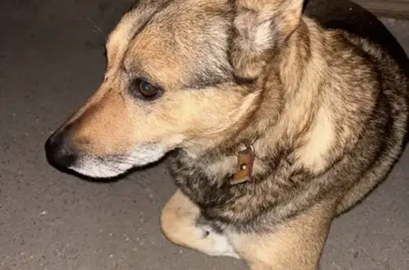 Собака найдена у дома 4, Вологда