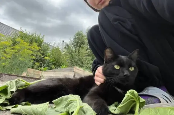 Кошки потеряшки, Тюменская область, фото: Потеряшка кот Тема, Луговое, Тюм. обл.