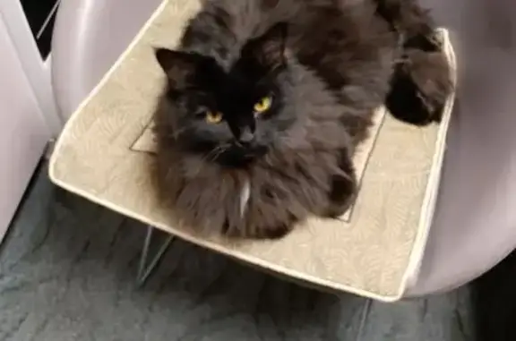 Пропала кошка, Нижнее Санчелеево