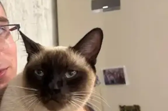 Кошки потеряшки, Елец, фото: Потеряшка кот, ул. Пушкина 61, Елец