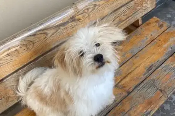 Пропала собака на Новой улице, Юматово