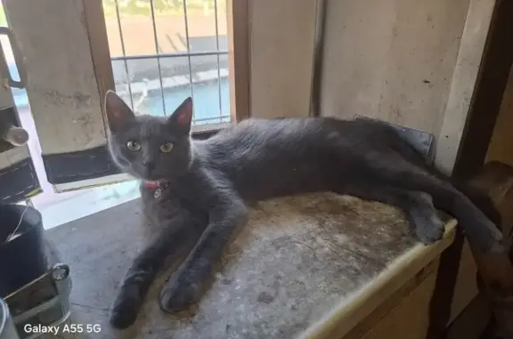 Кошки потеряшки, Белгород, фото: Потеряшка кошка, ул. Губкина, 47А, Белгород