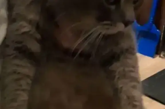 Кошка найдена: 2-й пр. Л. Толстого, 5, Тверь