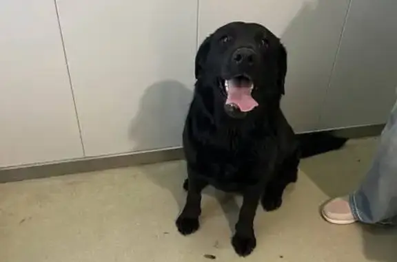 Лабрадор найден: ул. Николая Фёдорова