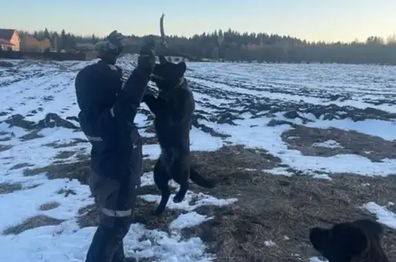 Объявления о пропавших и найденных животных, Сяськелево, фото: Пропала собака, Сяськелево, 41К-104