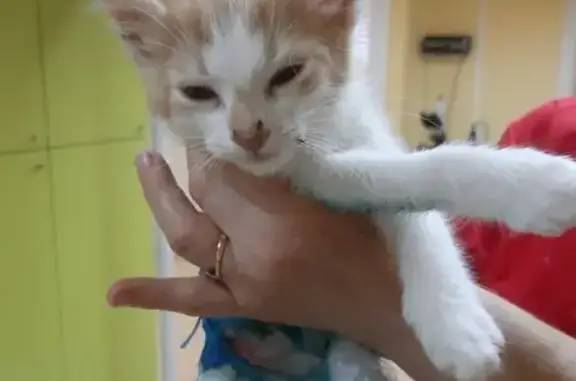 Найдена кошка, Череповец, фото: Котенок найден: Первомайская 50, Череповец