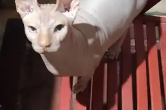 Пропала кошка, Строитель, Белгородская обл.