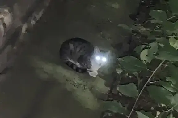 Котенок найден: Скобелевский пр., 4В, СПб