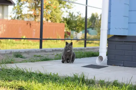 Пропала кошка, Клязьминское с/п, Владимирская обл.