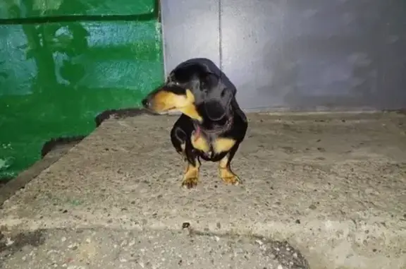 Найдена собака, Чебоксары, фото: Такса найдена у подъезда, Кривова 11, Чебоксары