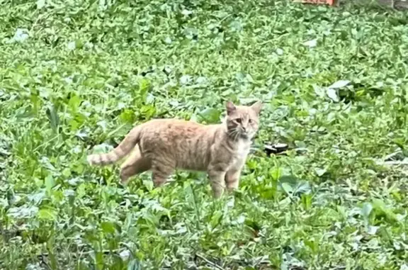 Рыжий кот найден на Московской улице, Тамбов
