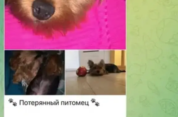 Пропала собака, Люберцы, 3-е Почтовое, 48