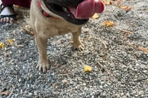 Найдена собака, Иноземцево, фото: Собака найдена: ул. Пушкина, Иноземцево