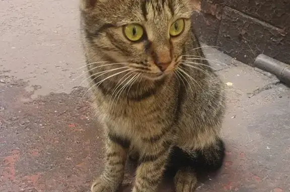Найденные животные Нижний Новгород, фото: Кошка найдена, ул. Плотникова, Н. Новгород