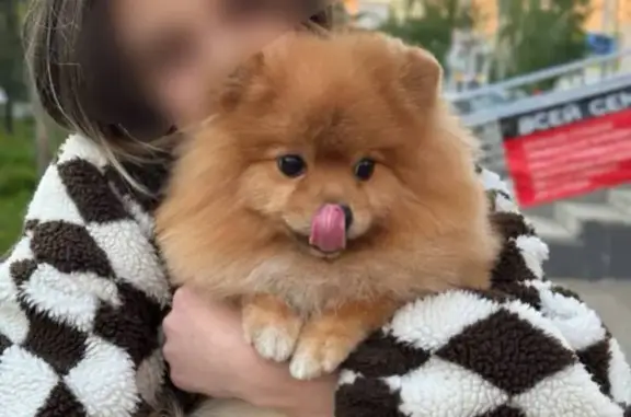 Пропала собака на Старичной, 106, Уфа