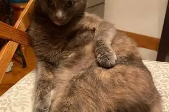 Пропала кошка, Песчаная ул., Белгород