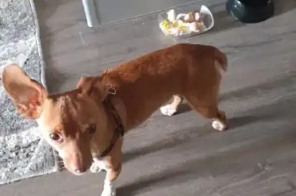 Найдена собака, Чигири, фото: Русский той найден: ул. Центральная, Чигири